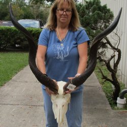 Kudu Skull with 39" & 40" Horns - $225