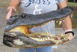 Authentic 19 inch long Alligator Head available for purchase for $185
