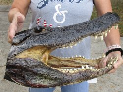 Louisiana Alligator Head for sale - HUGE 19 inches long for $185