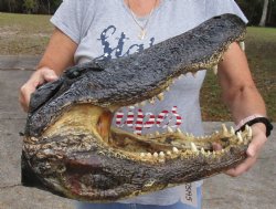 HUGE 19 inch long Taxidermy Alligator Head for sale for $195