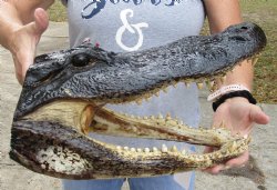 Authentic 16 inch long Alligator Head available for purchase for $95