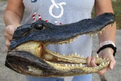 Real 14 inch long Alligator Head for sale  - $50