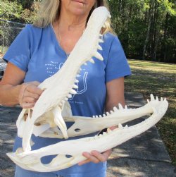 Buy this 22 inch Beetle Cleaned real B-Grade Florida Alligator Skull - $275