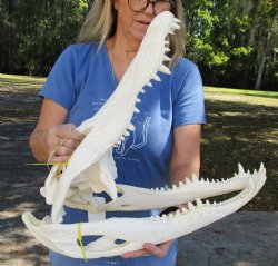 Authentic 21 inch Beetle Cleaned Florida Alligator Skull for sale $260