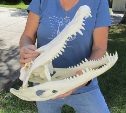 Authentic Beetle Cleaned B-Grade 19-1/2 inch Florida Alligator Skull for sale $195