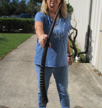 Buy this Gemsbok horn for making shofars, 31 inches for $16