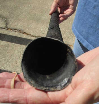 Buy this Gemsbok horn for making shofars, 31 inches for $16