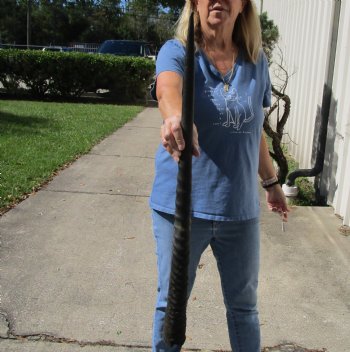 Buy this Real 30 inch African Gemsbok horn for $16