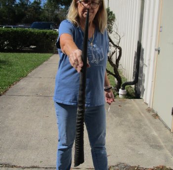 Buy this Real 30 inch African Gemsbok horn for $16