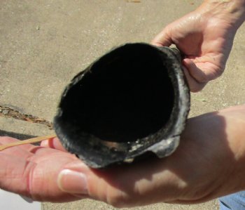 Buy this Real 30 inch African Gemsbok horn for $16