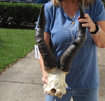 Real 19 inch horns on Male African Red hartebeest skull plate. Buy this one for $60