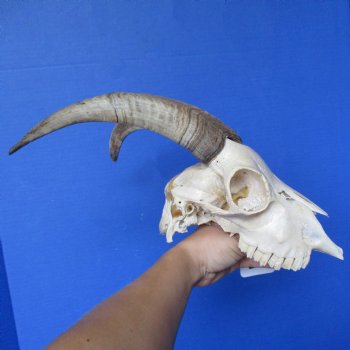 B-Grade 7" Goat Skull with 10" Horns - $70