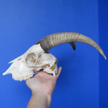 B-Grade 7" Goat Skull with 10" Horns - $70