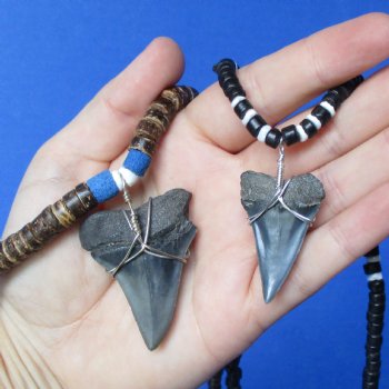 2 piece lot of Fossil Mako Shark Tooth necklaces - $25