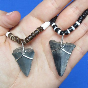 2 piece lot of Fossil Great White Shark Tooth necklaces - $25