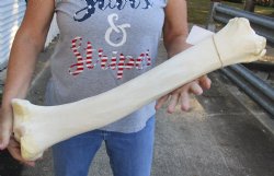 Genuine 26 inch Giraffe Tibia Leg Bone - $75