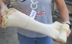 Giraffe Humerus Bone from upper leg 18 inches available for purchase - $55