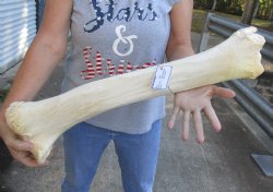 Giraffe Tibia Bone 26 inches available for purchase - $75