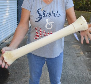 23 inch Authentic African Giraffe Metacarpal leg bone available for sale $95