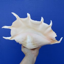 14" Giant Spider Conch - $20