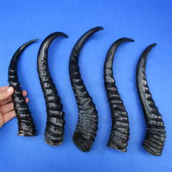 5 Polished Male Springbok Horns - $50