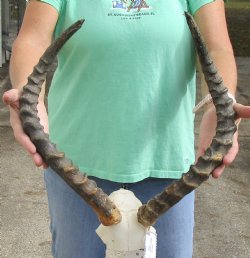 B-Grade African impala skull plate and horns 21 inch available for purchase - $32