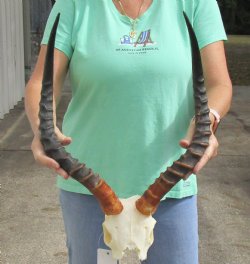 Authentic B-Grade African impala skull plate and horns 19 inch for $32