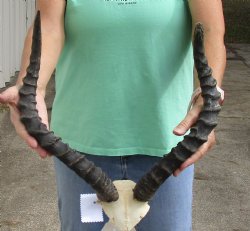 B-Grade African impala skull plate and horns 17 and 19 inch available for purchase - $32