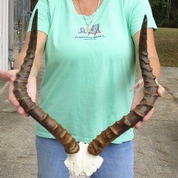 African impala skull plate and horns 20 and 21 inch for $55