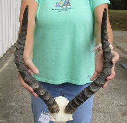 African impala skull plate and horns 20 inch available for purchase - $55 