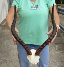 Genuine African Impala skull plate and horns 20 inch - $55