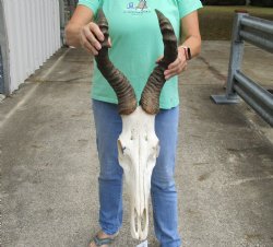 Slight B-Grade African Male Red Hartebeest skull with 21 inch horns available for sale - $80