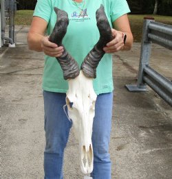 Authentic African Male Red Hartebeest skull with 21 inch horns, Slight B-Grade, for sale - $80