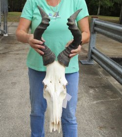 Buy this Real African Male B-Grade Red Hartebeest skull with 21 inch horns - $65