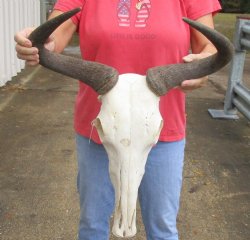 Real African Blue wildebeest skull and horns 19 inches wide - B-Grade $80