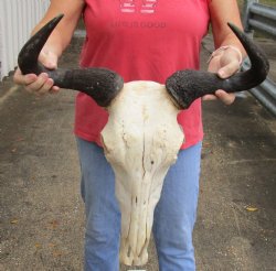 African Blue wildebeest skull with horns 19 inches wide - B-Grade $65