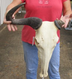 B-Grade Blue wildebeest skull with horns 15 inches wide for sale $45