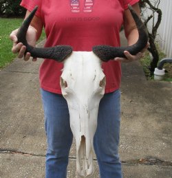 B-Grade Blue wildebeest skull with horns 19 inches wide for sale $65