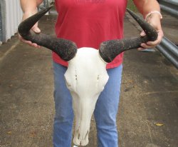 Real African Blue wildebeest skull and horns 20 inches wide - B-Grade $80