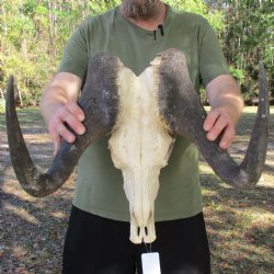 Slight B-Grade, Male, African Black Wildebeest Skull with 18" Horn Spread - $85