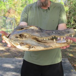 Buy Nature Cleaned, 17" Alligator Head - $30