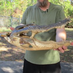 Purchase Nature Cleaned, 18" Alligator Head - $30