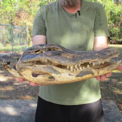 Buy Nature Cleaned, 19" Alligator Head - $40