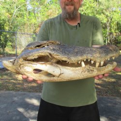 Purchase Nature Cleaned, 20" Alligator Head - $40