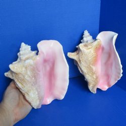 7" Pink Conchs, 2 pc - $24