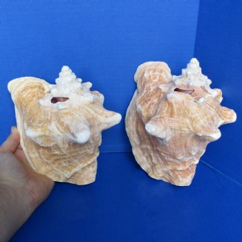 6" Pink Conchs, 2 pc - $24