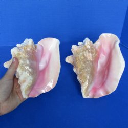 6" Pink Conchs, 2 pc - $24