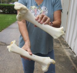 2 pc lot of B-Grade Water Buffalo femur leg bone 13 and 14 inches, available for purchase for $20 