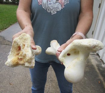 2 pc lot of B-Grade Water Buffalo femur leg bone 13 and 14 inches, available for purchase for $20 