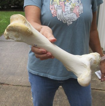 Water Buffalo femur leg bone 13 inches, available for purchase for $20